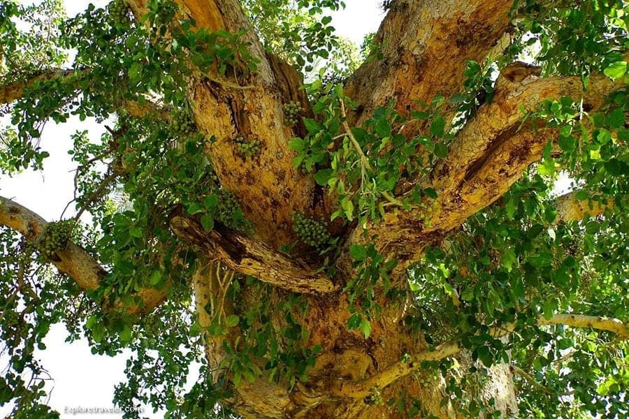 Pohon Sycamore Kuno