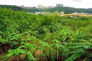 Lush greenery and banana plants in Beitou Thermal Valley, Northern Taiwan, showcasing the area's natural beauty and geothermal features.