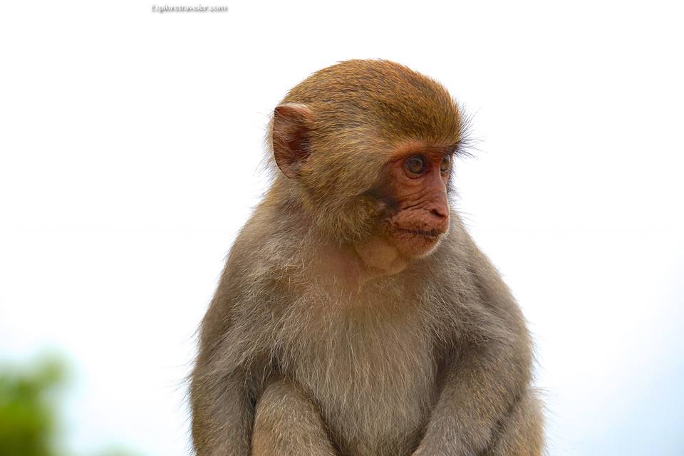 صخرة فورموسان # Macaque التايوانية هي القرد الوحيد الأصلي في # تايوان