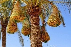 Date palm tree with clusters of ripe dates hanging in bags, set against a clear blue sky, highlighting the significance of date palms in the Holy Land.