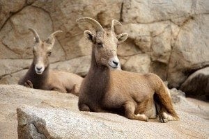 Big Horn Sheep