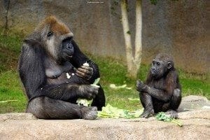Gorilla