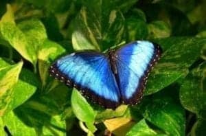 Blue Morpho butterfly resting on lush green leaves at Butterly Farm, highlighting vibrant wildlife experiences for travelers.