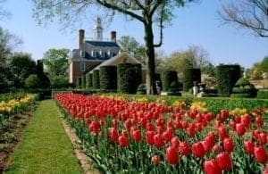 Colorful tulip garden in Busch Gardens Williamsburg with vibrant red tulips, neatly trimmed hedges, and a historic building in the background.
