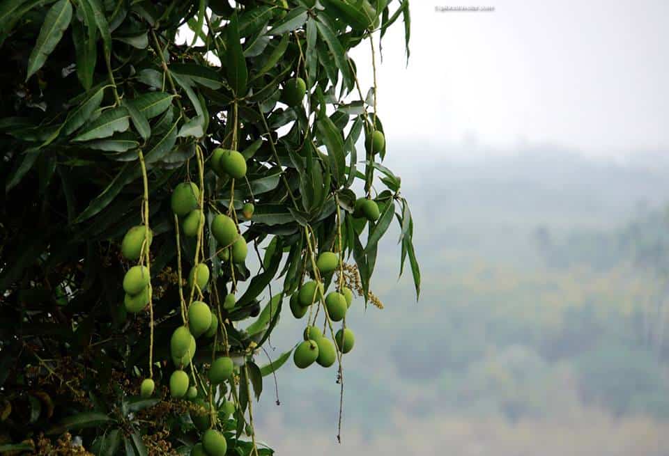 Mangos