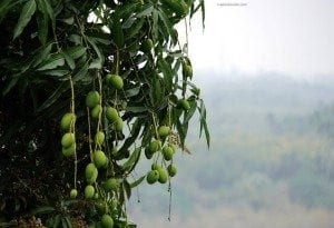 Olive tree branches laden with green olives, set against a blurred landscape, highlighting Taiwanese agriculture and fruit cultivation.