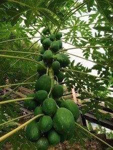 Papaya tree with clusters of green papayas, highlighting Taiwan's local agriculture and fruit cultivation.