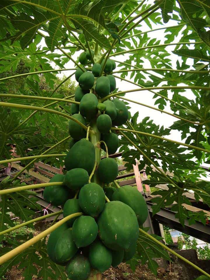 Papaya