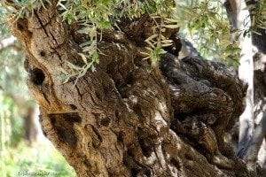 Garden of Gethsemane