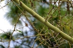 thorns