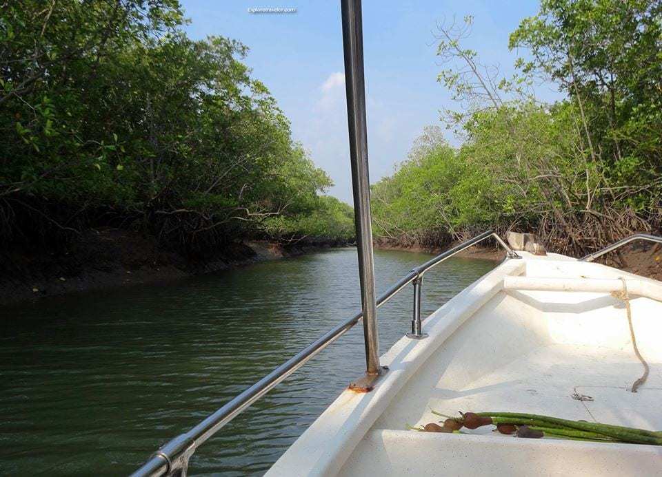 Приключения в мангровых зарослях