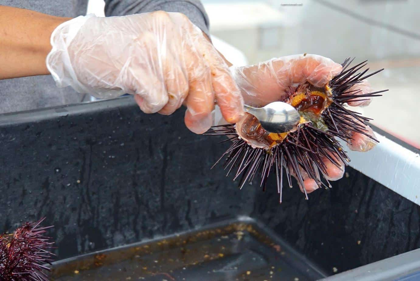 Sea Urchin