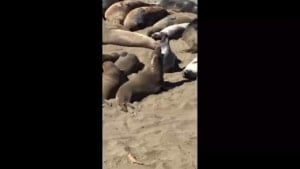 Video thumbnail Creatures Taiwan