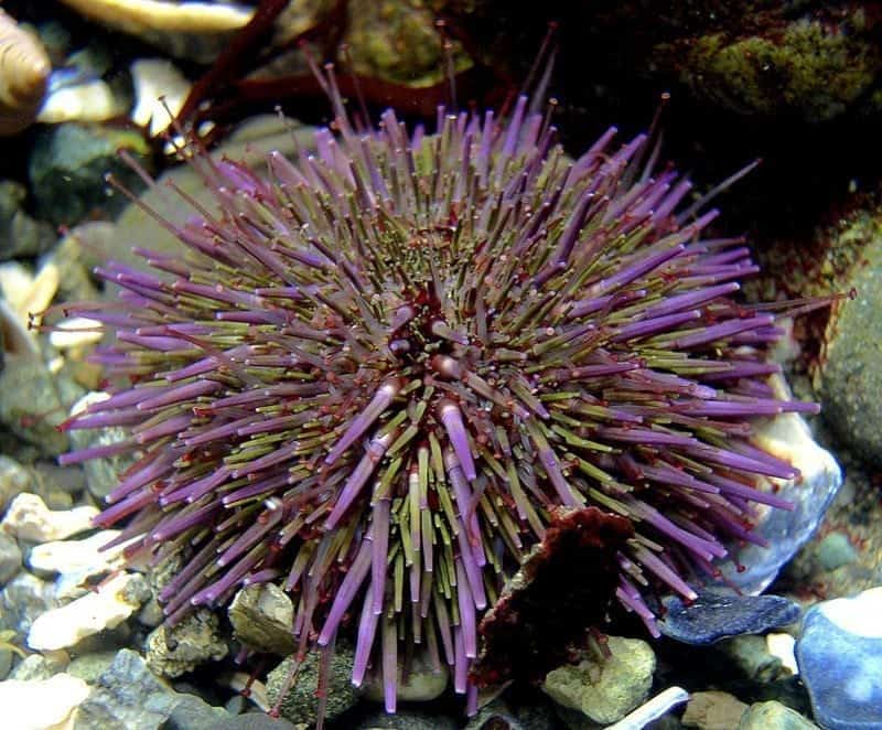 Фиолетовый морской еж