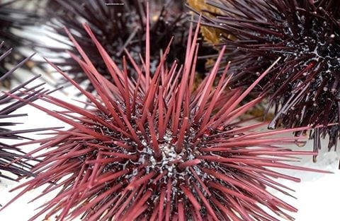 Sweet Creamy Sea Urchin Delicacy At The San Diego Pier