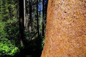 Close-up of a tree trunk with textured bark in a temperate broadleaf and mixed forest, surrounded by lush greenery and tall trees, representing Southern California's natural landscape.