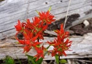 paintbrush flower