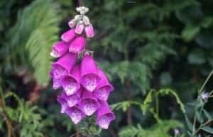 foxglove