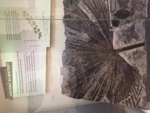 Ancient fossil display illustrating prehistoric climate conditions, featuring detailed textures and patterns, with accompanying informational text on ancient climates.