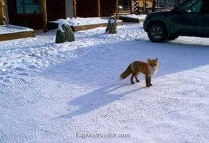 Fox walking through snow in Cantwell, Alaska, with a rustic background and parked vehicle.