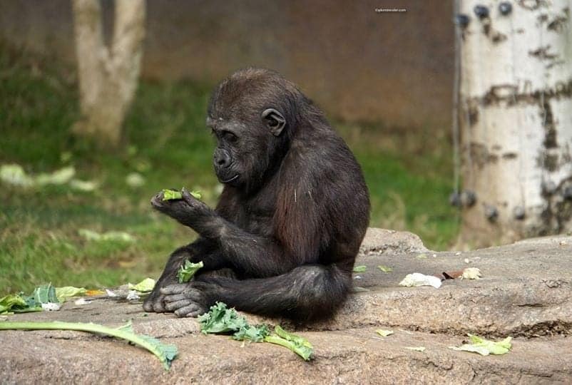 Western Lowland Gorillas