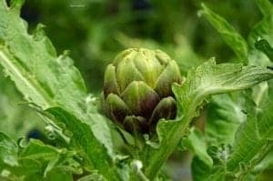 A close up of a leaf - Artichoke