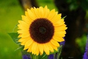 Have a Beautiful Day! - A close up of a flower - 1 Thessalonians 5