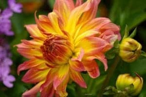 Dahlia flower in vibrant shades of yellow and pink, surrounded by green foliage and buds, showcasing natural beauty for travel and nature inspiration.