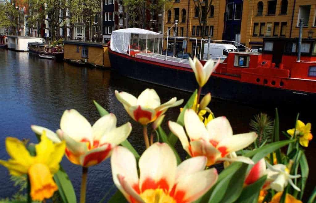 tulips along the canal in Amsterdam