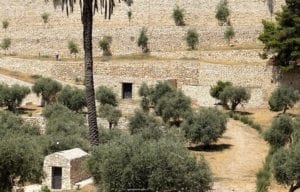Christians Experience Holy Week In Jerusalem - A plant in a garden - Triumphal entry into Jerusalem