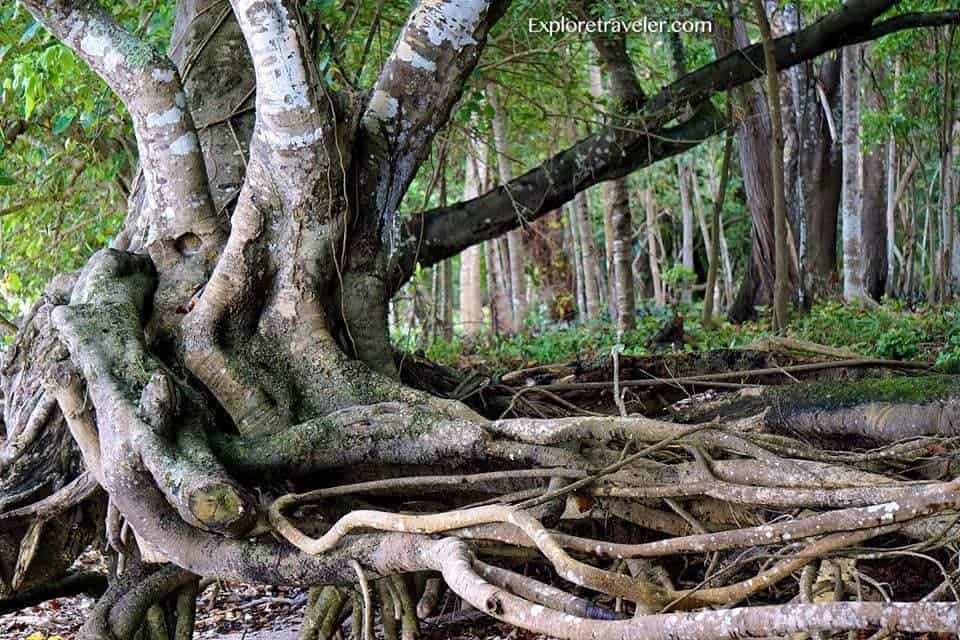 Mahiwagang Isla Ng Pilipinas - Pohon di hutan - Filipina