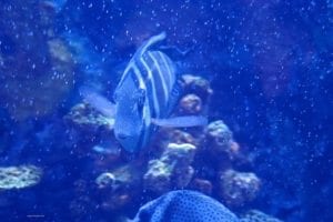 Diving Around The Beautiful Islands Of The Philippines - An underwater image of a person - Marine biology