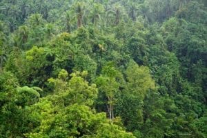 Diving Around The Beautiful Islands Of The Philippines - A large tree in a forest - Rainforest
