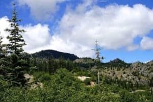 The Call Of The Washington Mountains - Tampilan dekat dari lereng bukit di sebelah pohon - Pemandangan Gunung