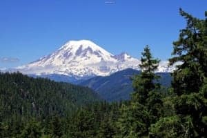 Panggilan Pegunungan Washington - Pohon dengan gunung di latar belakang - Gunung Rainier