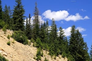 نداء جبال واشنطن - صورة مقربة لتلال بجوار غابة - شجرة التنوب