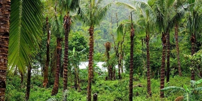 Bundok ng Amandiwin sa Leyte, Pilipinas - A palm tree in a forest - Cidahu