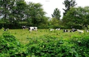 Exploring The Oregon Coast - A herd of cattle grazing on a lush green field - Cattle