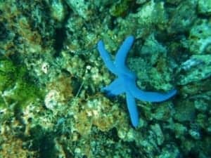 Tauchen in den Gewässern des philippinischen Meeres - eine Nahaufnahme eines Fisches - Korallenriff