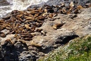 Exploring The Oregon Coast - A seal on a rocky beach - Piedras Blancas Light Station