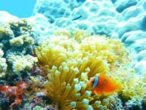 Tauchen in den Gewässern des philippinischen Meeres - ein Fisch, der unter Wasser schwimmt - Korallenriff