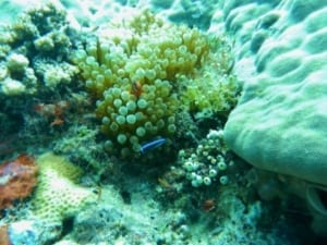 Tauchen in den Gewässern der philippinischen See - Unterwasseransicht einer Koralle - Korallenriff