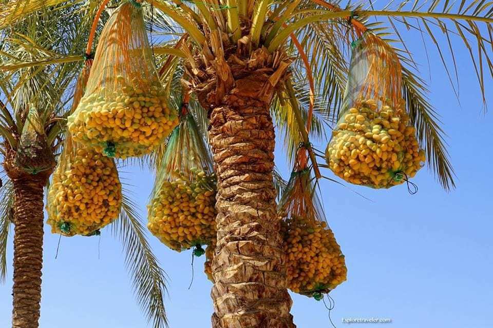 Palmeras datileras de la Tierra Santa de Israel - Un grupo de palmeras junto a un árbol - Palmera datilera