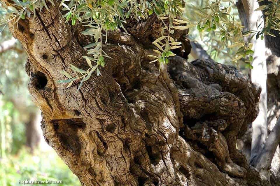 Garden Of Gethsemane Treasures - A bird sitting on top of a tree - Gethsemane