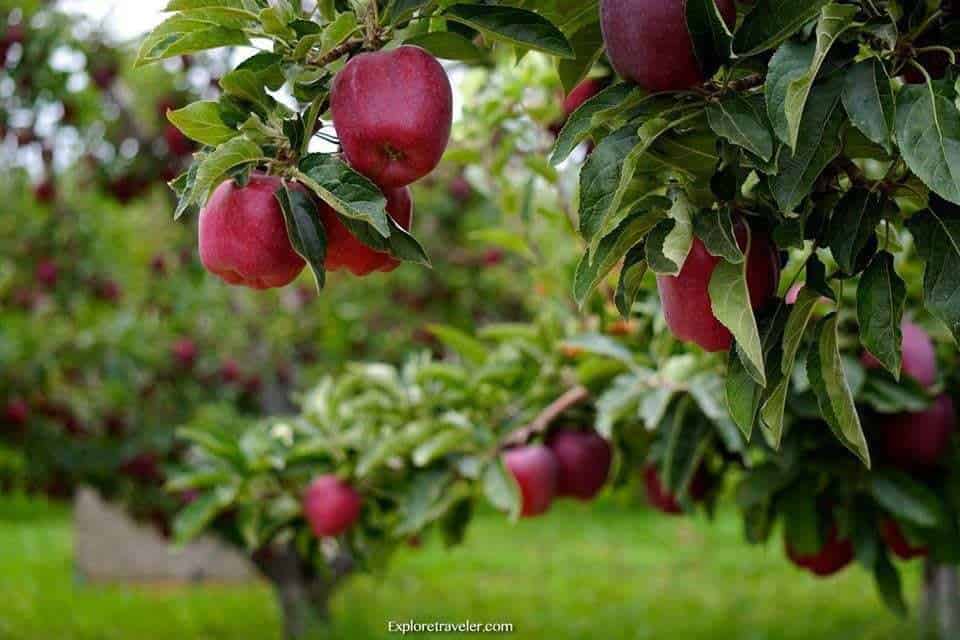 Yakima Valley Red Apple Orchards - Isang pulang mansanas na nakaupo sa ibabaw ng berdeng halaman - Mansanas