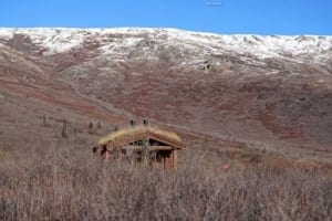 Pleasant Surprises At Denali National Park In Alaska - A field with a mountain in the background - Geology