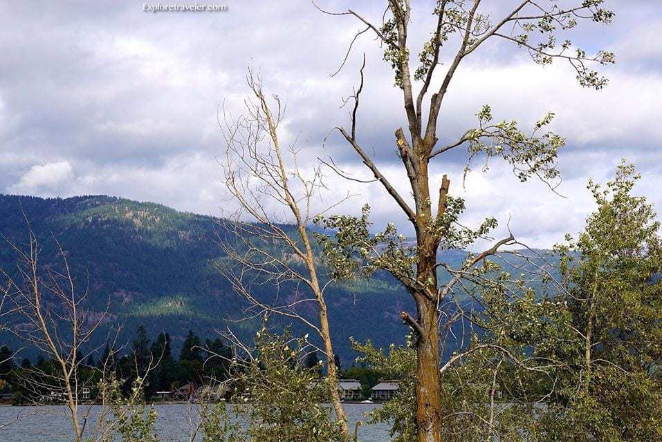 Tasik Pend Oreille Idaho USA - Sebatang pokok dengan latar belakang gunung - Tasik Pend Oreille