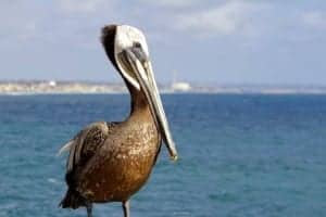Fun In The Sun At Oceanside California USA - A close up of a bird perched on top of a body of water - Pelican