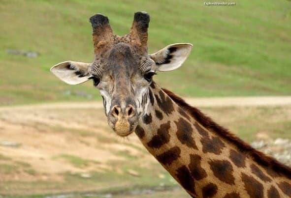 Giraffes at the San Diego Zoo Safari Park - A close up of a giraffe - San Diego Zoo Safari Park