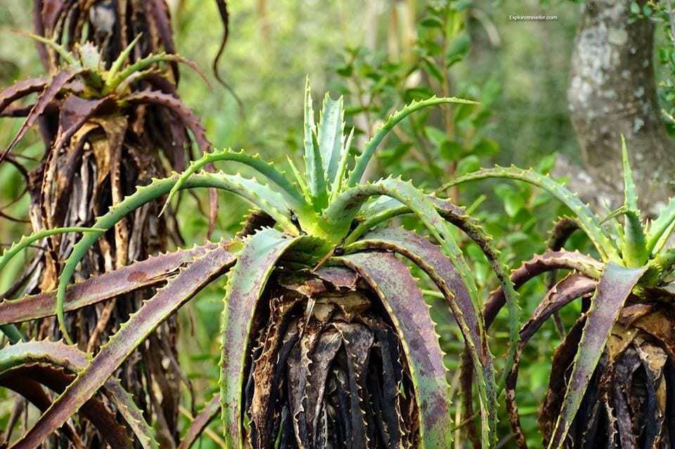 Natural And Wild Forests In Lisbon Portugal - A green plant in a forest - Terrestrial plant